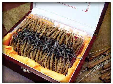 靖宇冬虫夏草回收